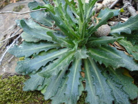 Arabis pubescens (Desf.) Poir.的圖片