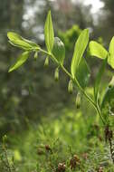 Image of Angular Solomon's Seal