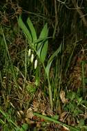 Image of Angular Solomon's Seal