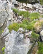 Image of Antarctic hair grass