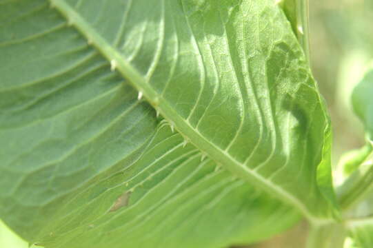 Image of Dipsacus fullonum