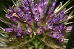 Image of Dipsacus fullonum