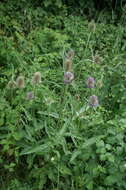 Image of Dipsacus fullonum