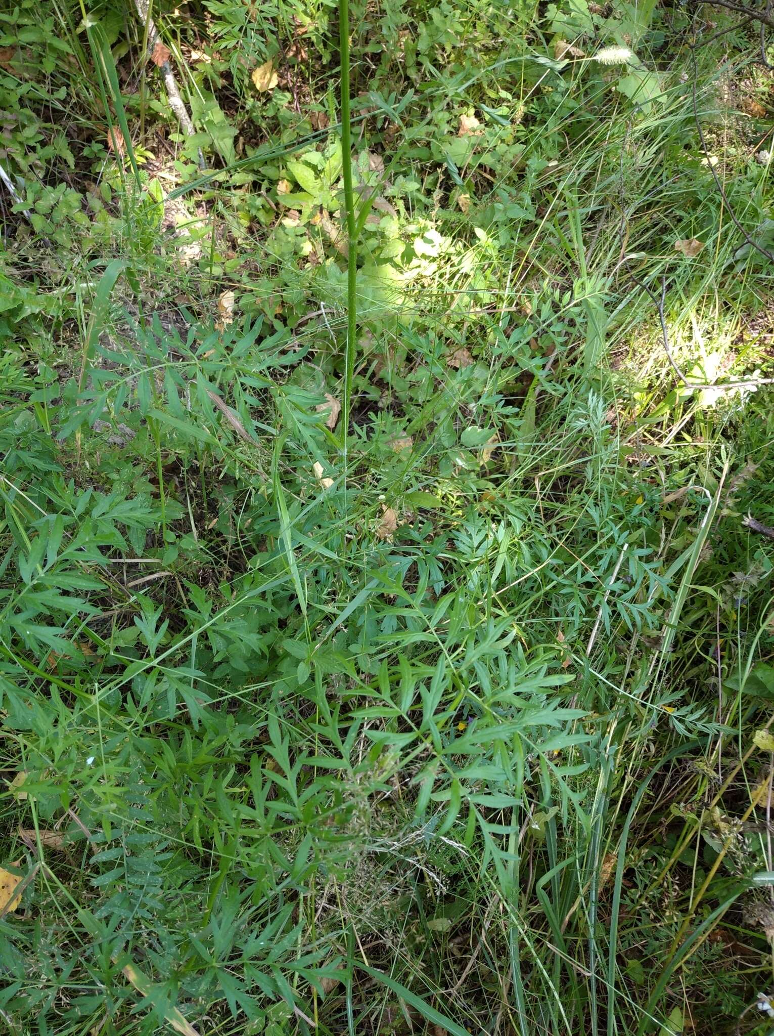 صورة Silphiodaucus prutenicus (L.) Spalik, Wojew., Banasiak, Piwczyński & Reduron