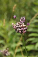 Allium scorodoprasum L.的圖片