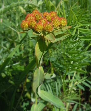 Image of cushion spurge