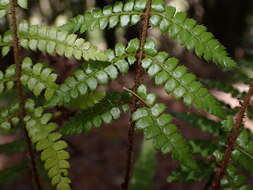 Polystichum piceopaleaceum Tag. resmi