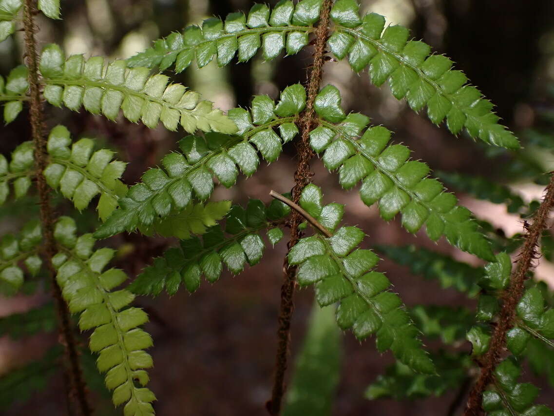 Sivun Polystichum piceopaleaceum Tag. kuva