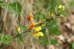 Image of big-flower broom