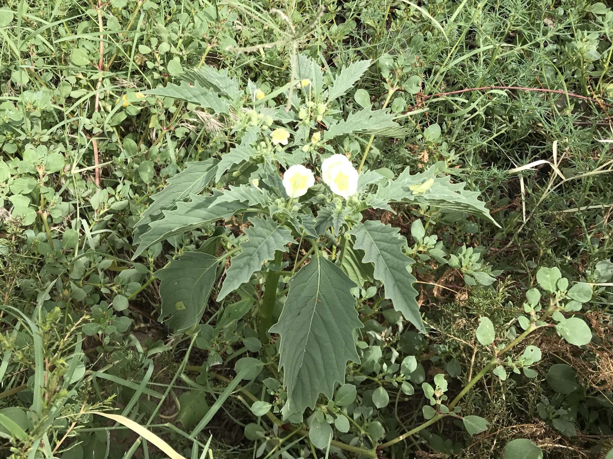 Plancia ëd Physalis acutifolia (Miers) Sandwith