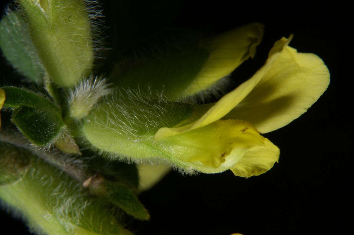 Слика од Cytisus hirsutus L.