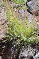 Image de Danthonia unispicata (Thurb.) Munro ex Macoun