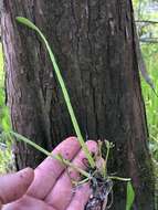 Image of Carolina Grasswort