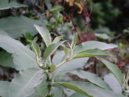 صورة Solanum mauritianum Scop.