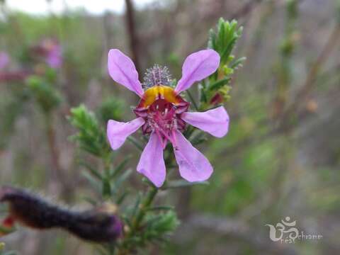 Слика од Cuphea ericoides Cham. & Schltdl.