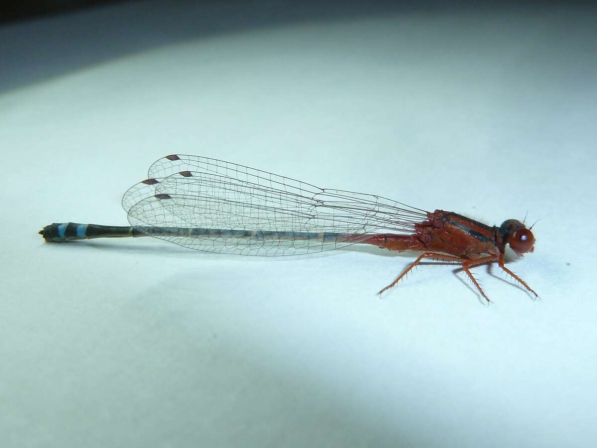 Image of Xanthagrion Selys 1876