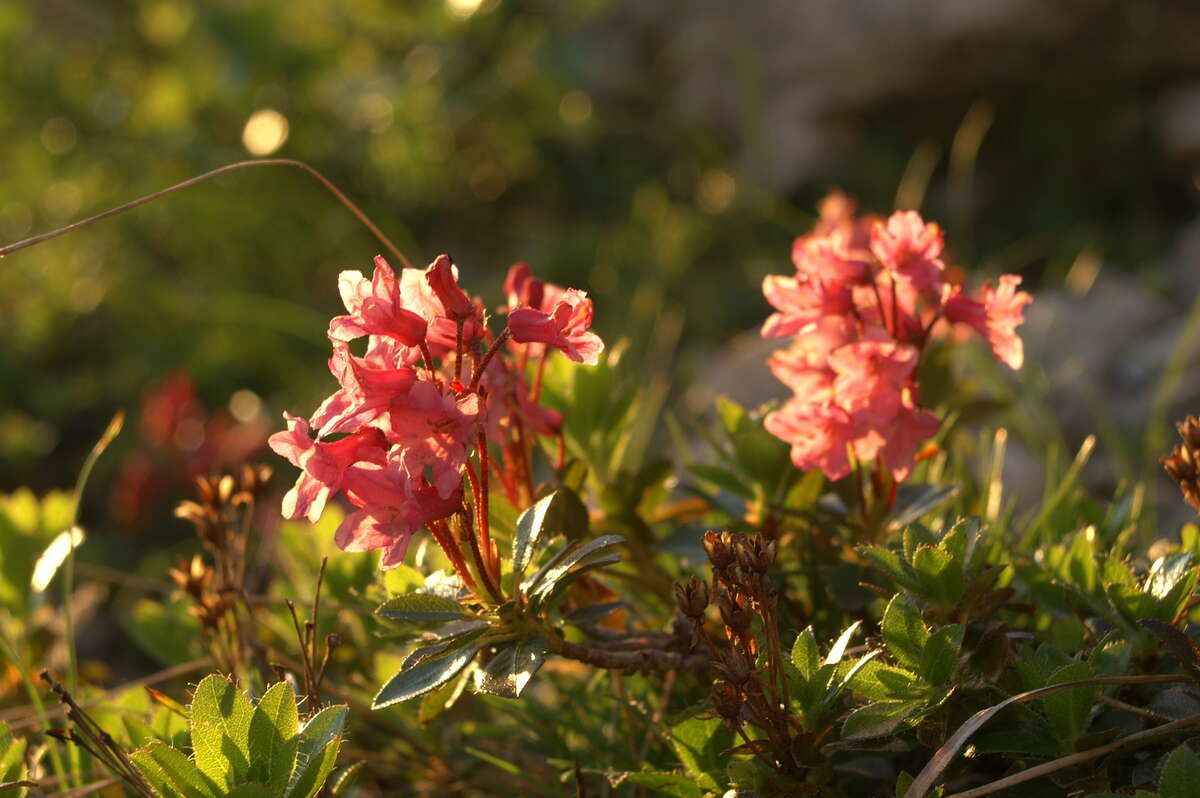 Image of Hairy Alpenrose