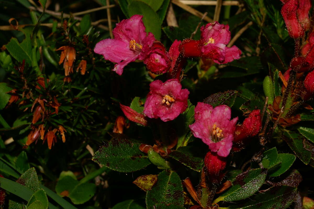 Image of Hairy Alpenrose