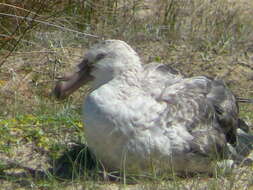 Image of Antarctic Giant-Petrel