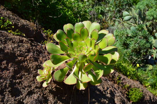 Image of Aeonium ciliatum (Willd.) Webb & Berth.