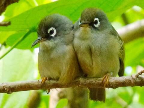 Image of Mauritius Olive White-eye