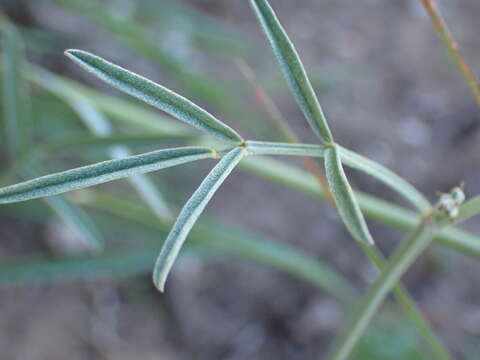 Imagem de Indigofera disticha Eckl. & Zeyh.