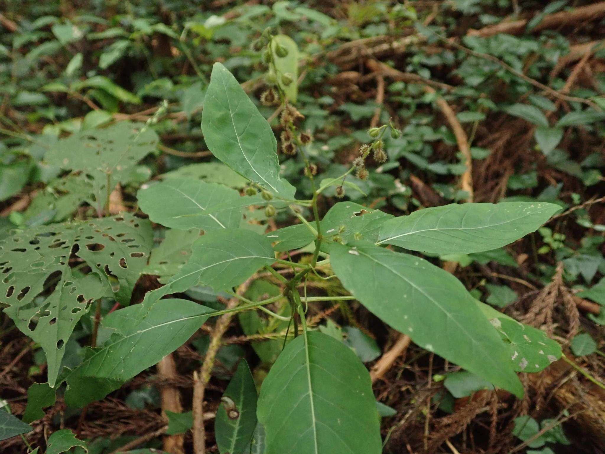 Image de Circaea mollis Sieb. & Zucc.