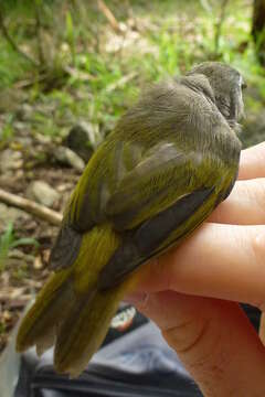 Image of Mauritius Olive White-eye