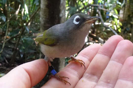 Image of Mauritius Olive White-eye