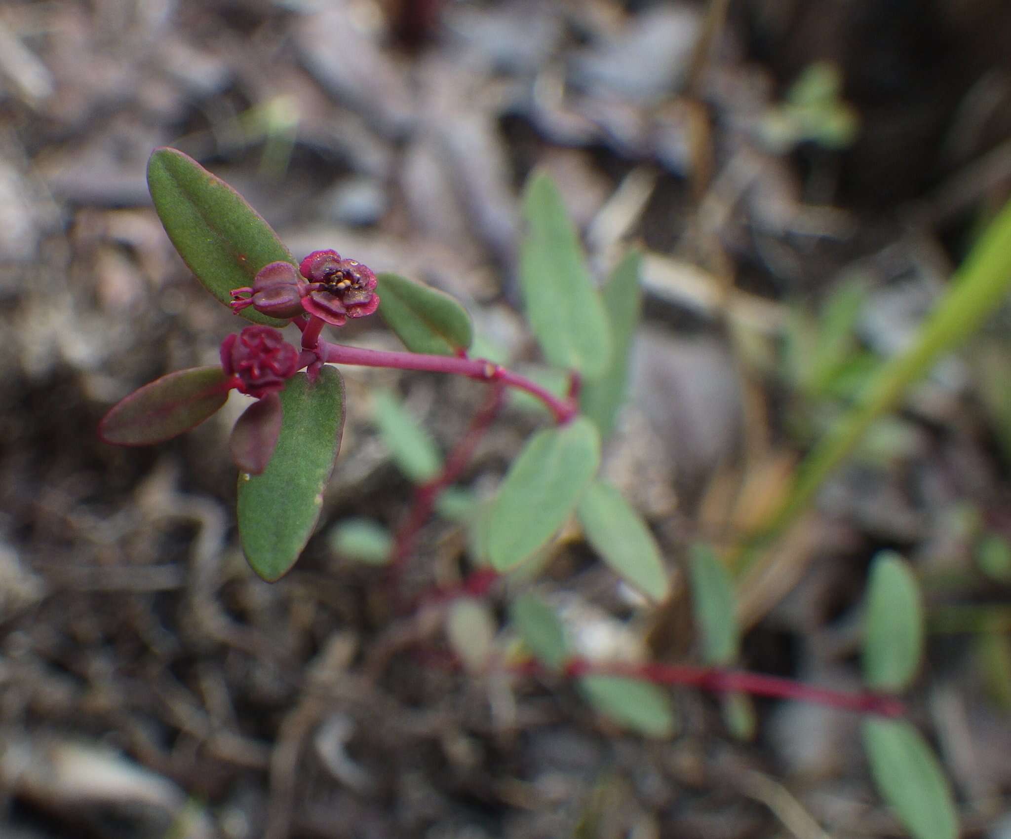 Imagem de Euphorbia gariepina subsp. balsamea (Welw. ex Hiern) L. C. Leach