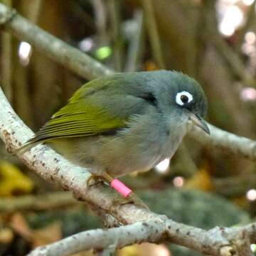 Image of Mauritius Olive White-eye