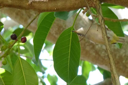 Image of Mauritius Olive White-eye