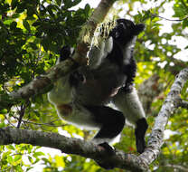 Image of indri