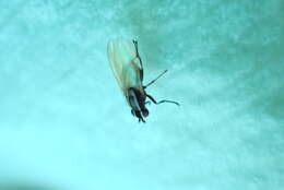 Image of Poecilohetaerus aquilus Schneider 1991