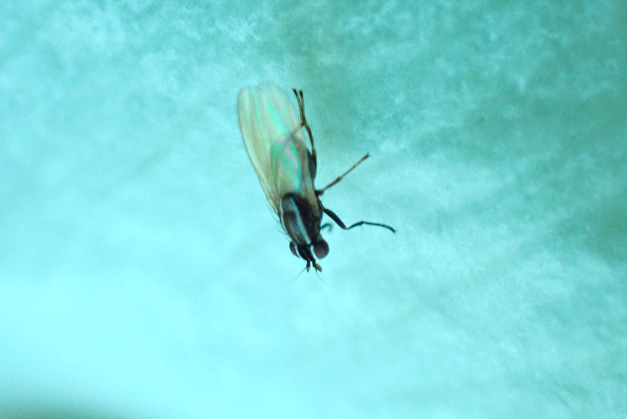 Image of Poecilohetaerus aquilus Schneider 1991