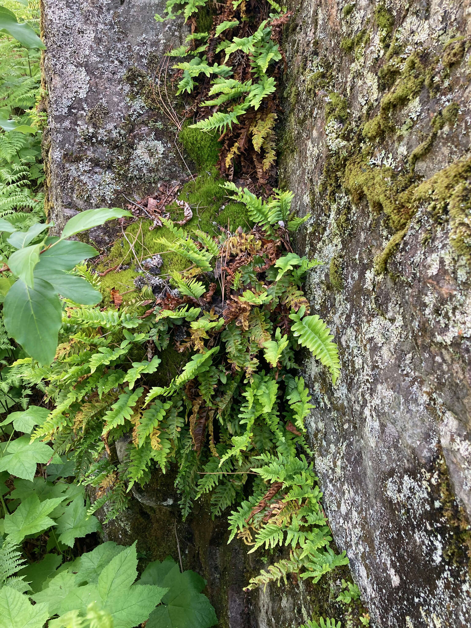 Image of western polypody