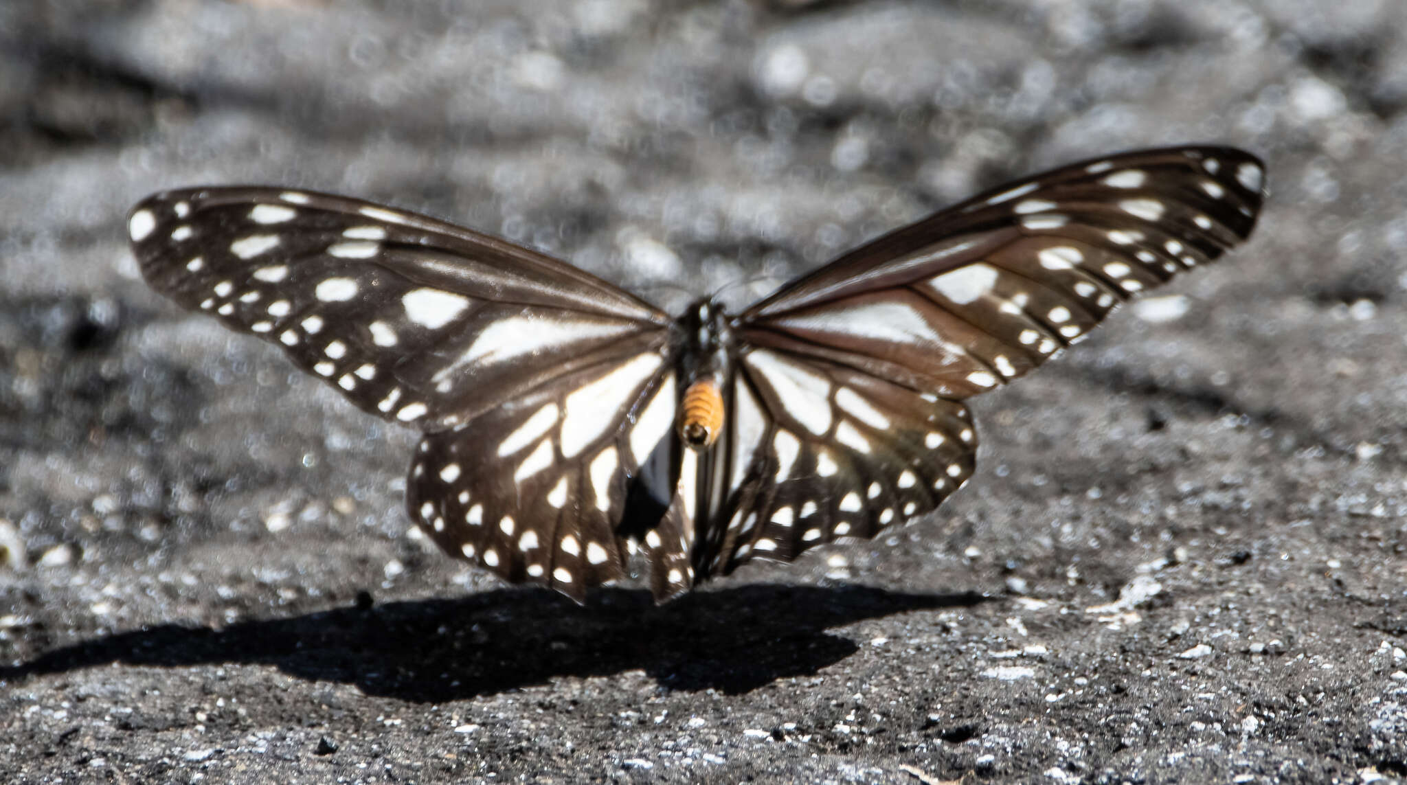 Sivun Danaus (Anosia) ismare Cramer 1782 kuva