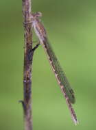 Image of Siberian Winter Damsel