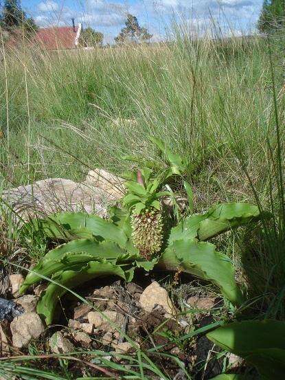 Imagem de Eucomis montana Compton