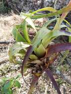 Imagem de Tillandsia belloensis W. Weber