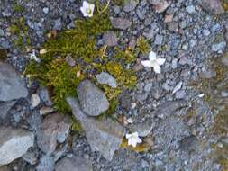 Image of Wahlenbergia pygmaea subsp. drucei J. A. Petterson