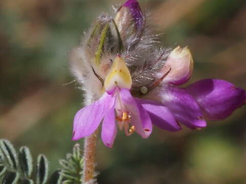 Image of oakwoods prairie clover