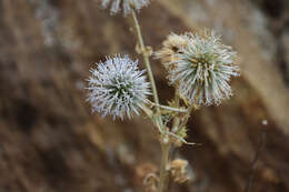 Image of Echinops sphaerocephalus subsp. albidus (Boiss. & Spruner) Kozuharov