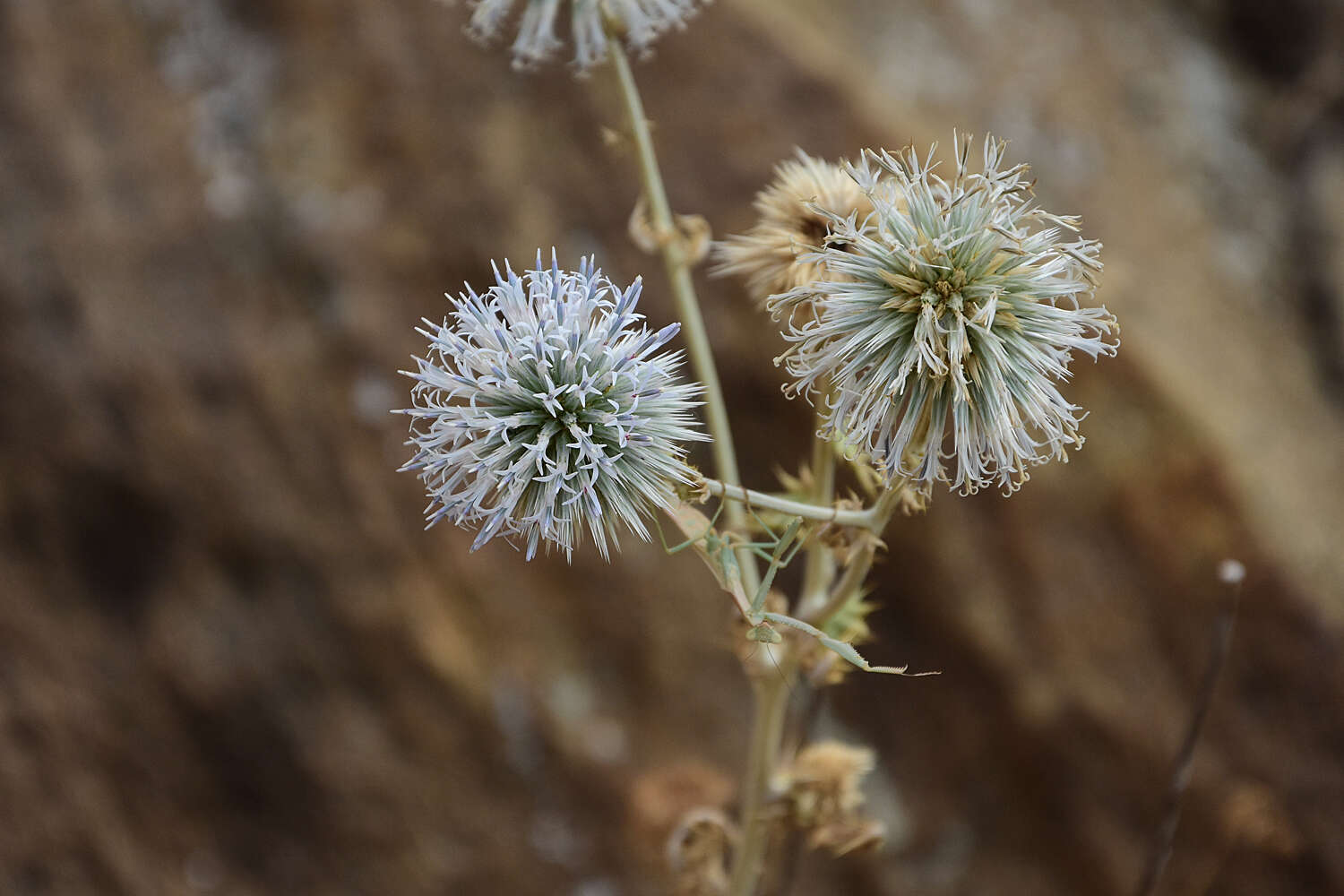 Image of Echinops sphaerocephalus subsp. albidus (Boiss. & Spruner) Kozuharov