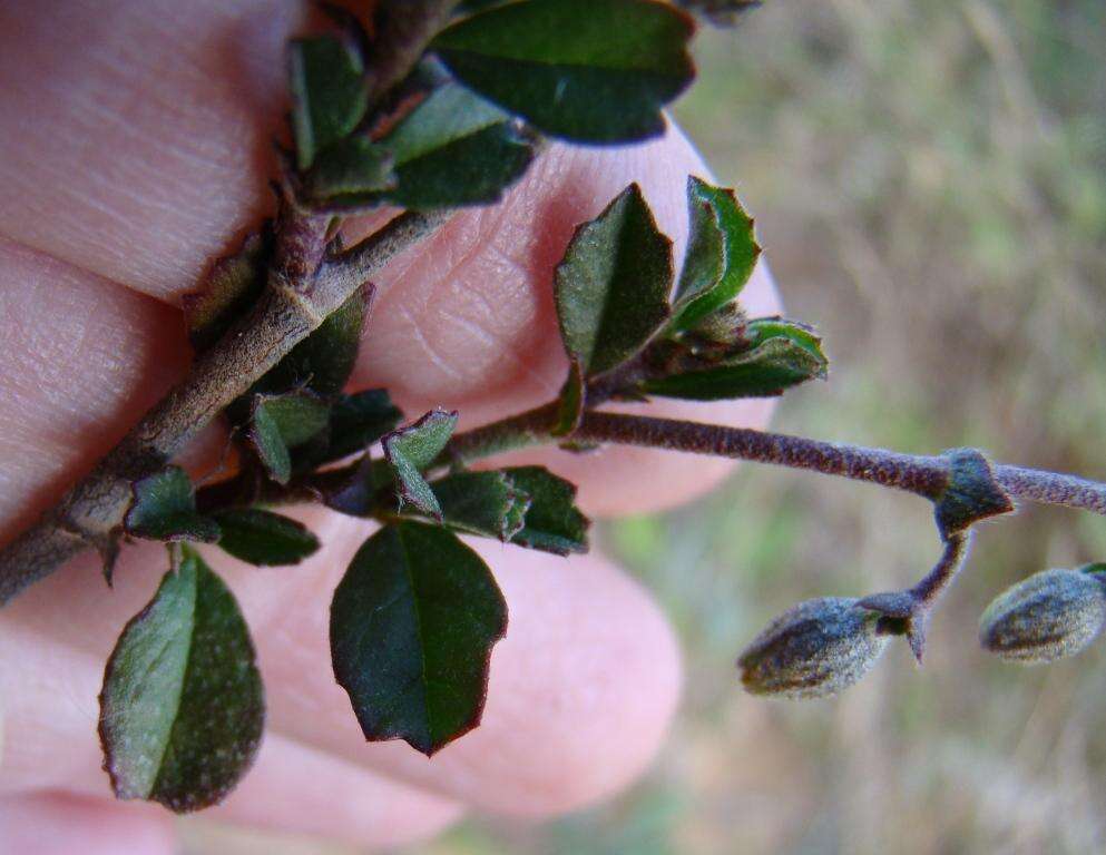 Image of Hermannia cuneifolia var. cuneifolia