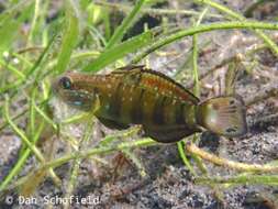 صورة Amblygobius phalaena (Valenciennes 1837)