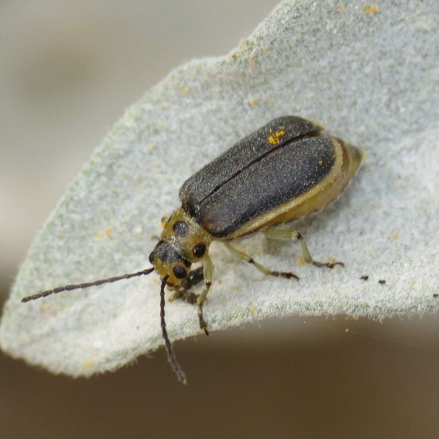 Image of Trirhabda geminata Horn 1893