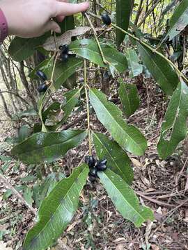 Image of Wilkiea macrophylla (Tul.) A. DC.