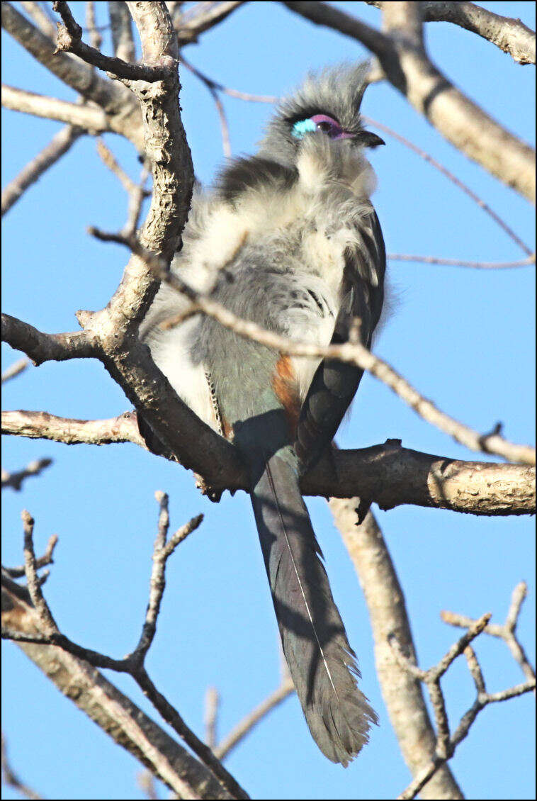 Image of Crested Coua