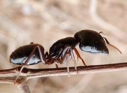 Image of Camponotus empedocles Emery 1920